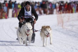 Lenk 2013